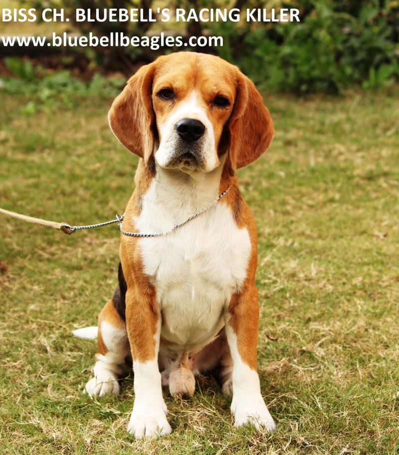 Blue Bell's Racing Killer