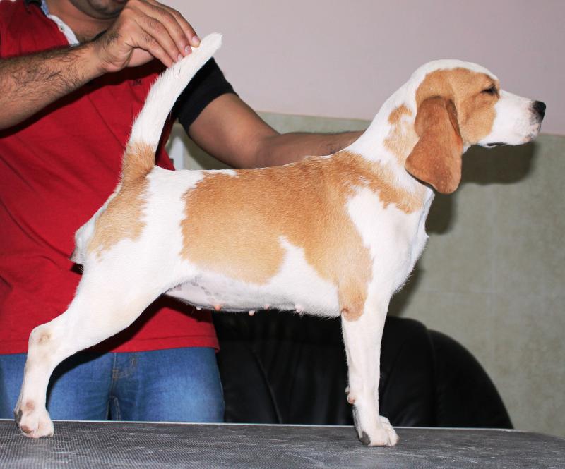 Blue Bell's Alice in Wonderland