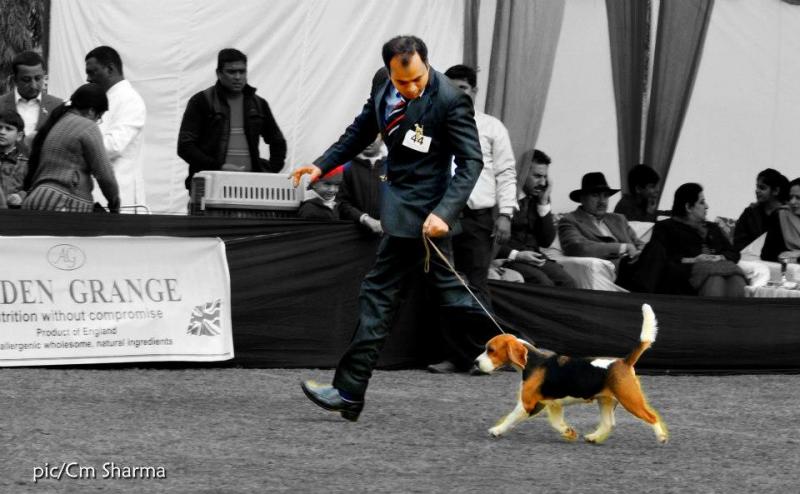 Ch. Blue Bell's Callie