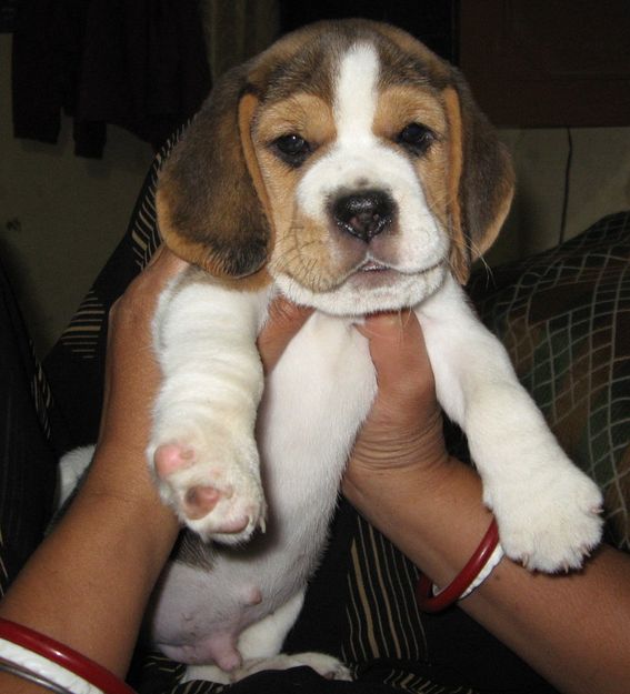 Son of Ch. X'plorer's Ice Box