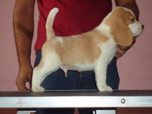 Chase at 50 days of his age.