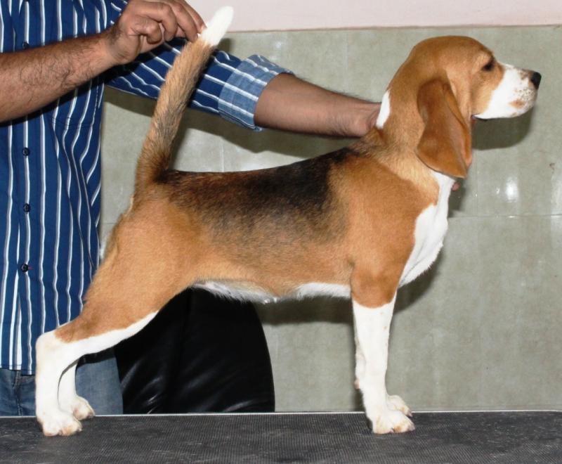 Ch. Blue Bell's Quicker