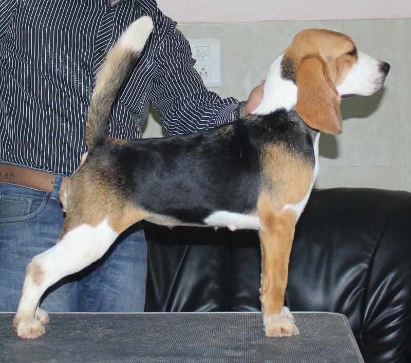 Ch. Blue Bell's Freaking Jelly