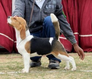 Ch. Blue Bell's Jassi