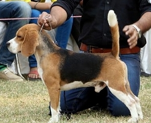 Ch. Blue Bell's Racing Killer