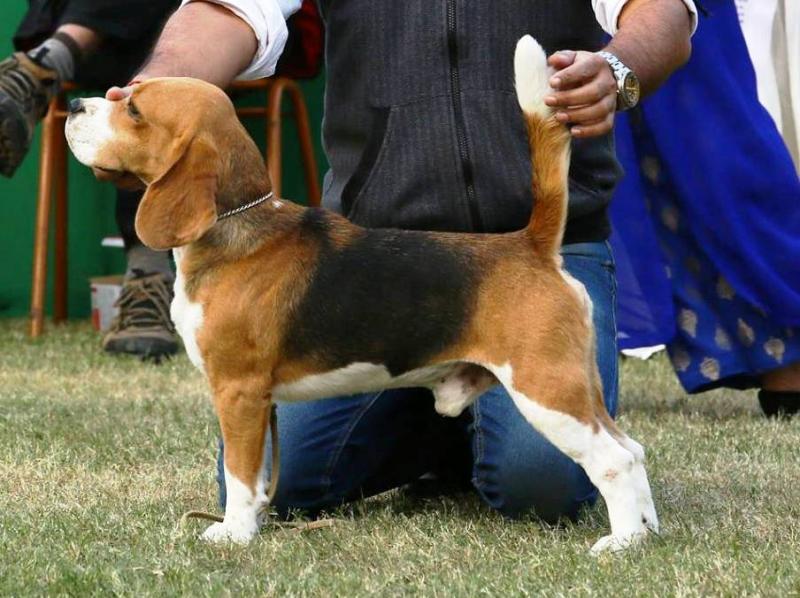 Blue Bell's Racing Killer