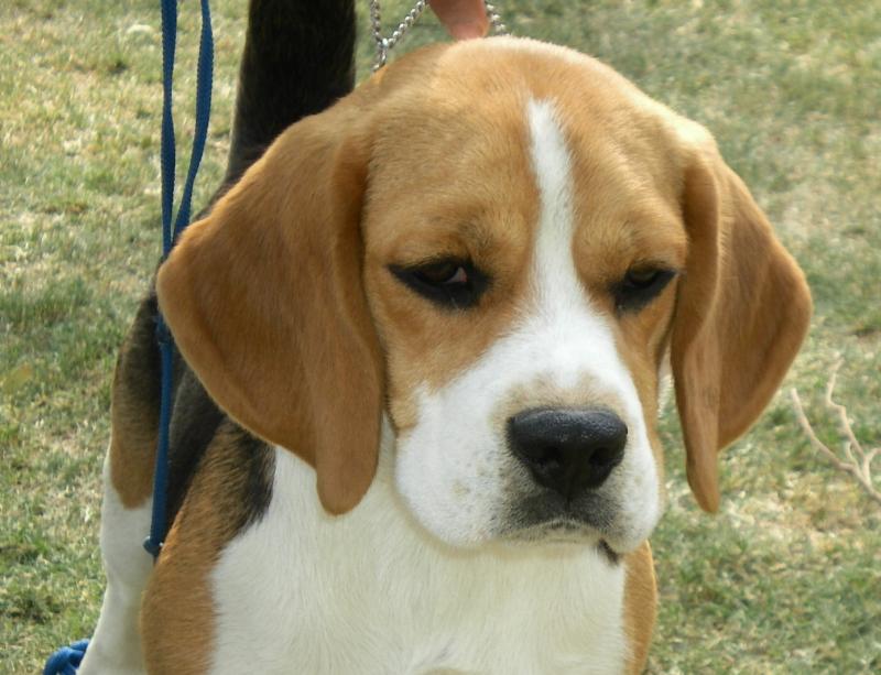 Ch. Blue Bell's Sultan