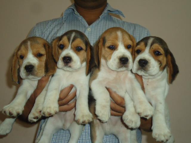 Puppies sired by Ch. Xplorer's Ice Box
