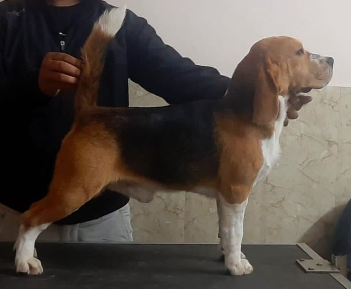 New addition to Blue Bell Beagles, " SIGHTNSCENT WHAT TIME IS IT" alias TIMEX